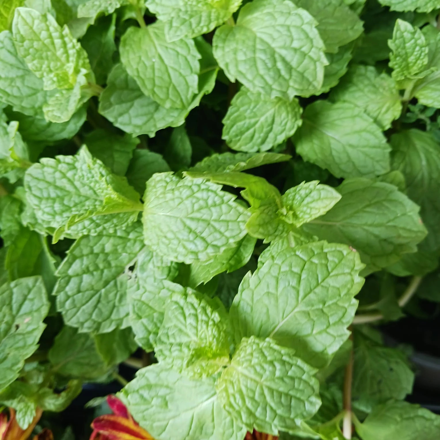  FotogaleríaSubir imágenes                        Cerrar YERBA BUENA   Mentha spicata