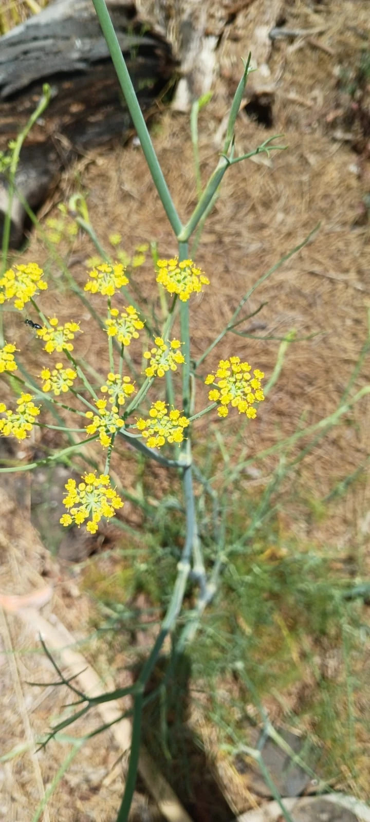 HINOJO  Nombre científico : Foeniculum vulgare