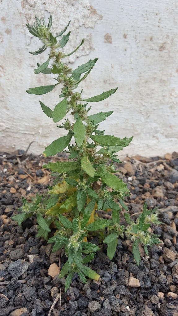 HIERBA RATONERA   Forsskaolea angustifolia