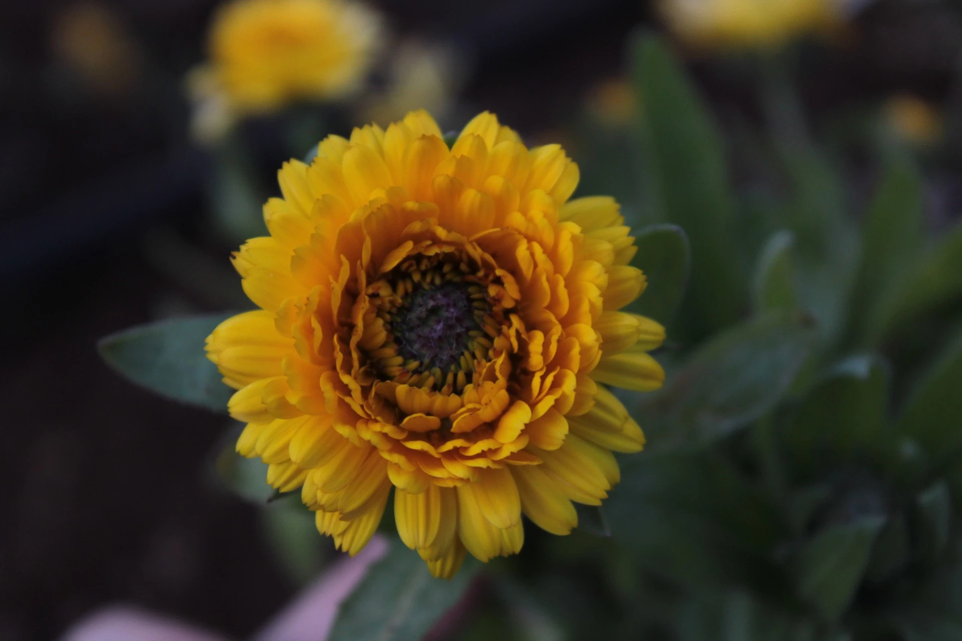 CALÉNDULA  Calendula officinalis