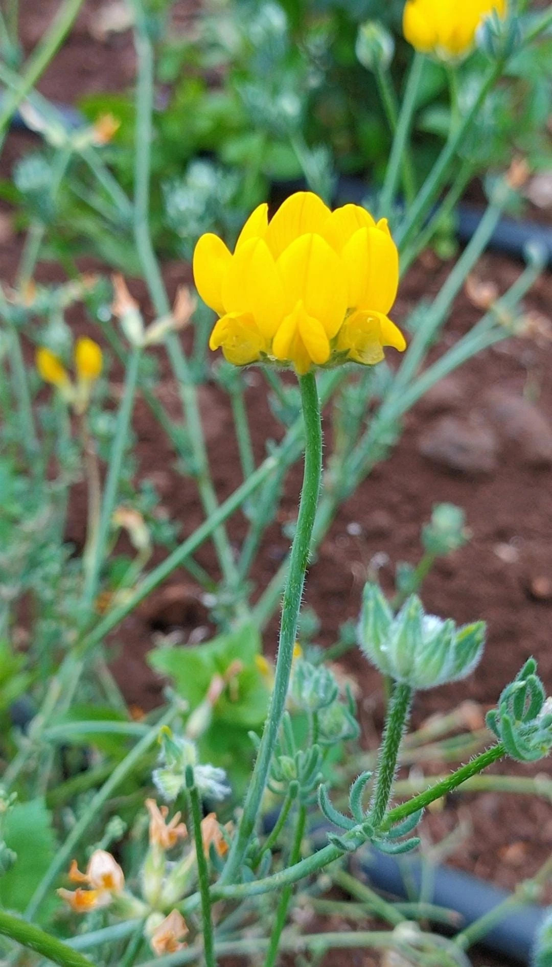 CORAZONCILLOLotus.sp