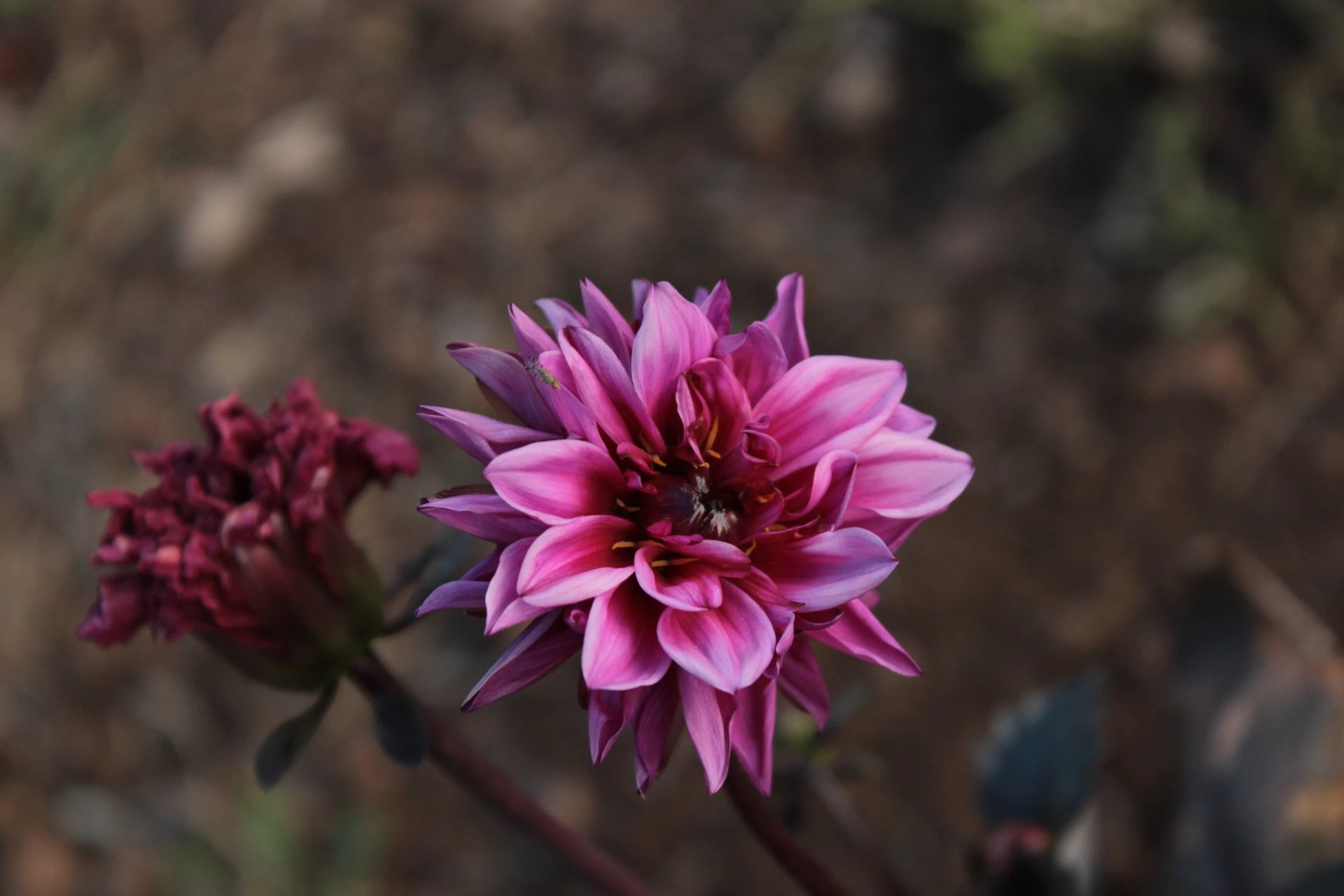 DALIA  Dahlia.sp