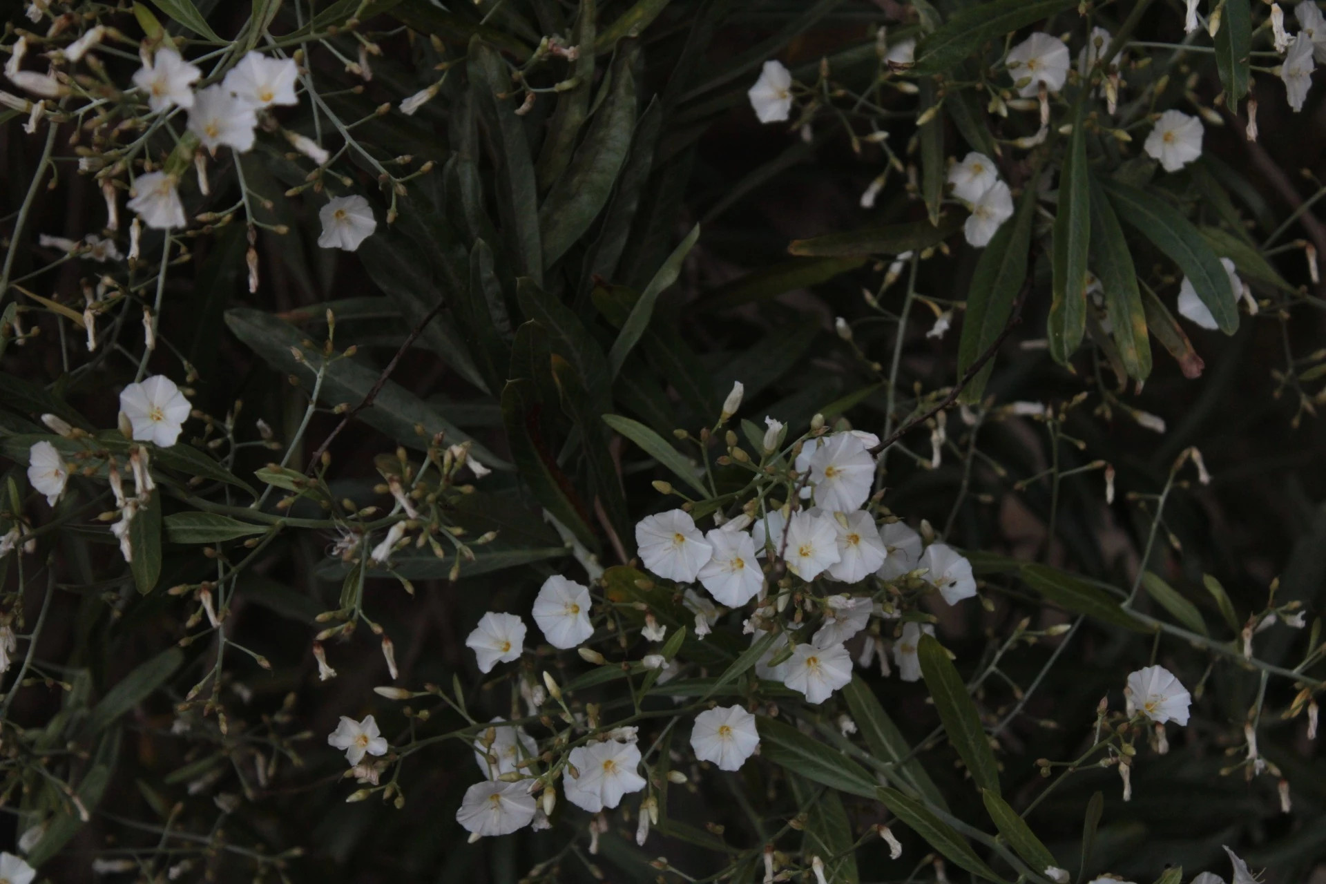 GUAYDIL  Convolvulus floridus