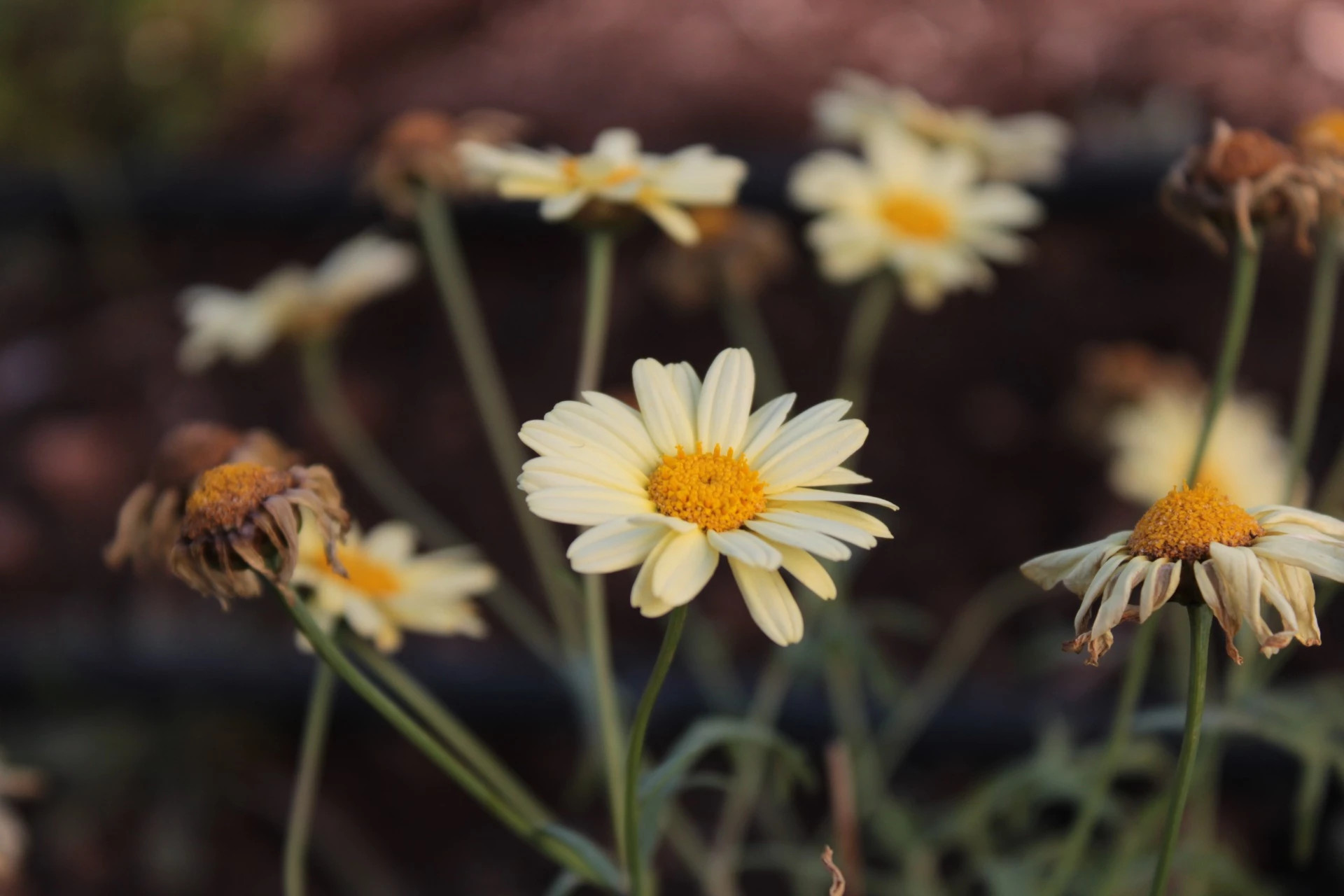 MARGARITA  Argyranthemum