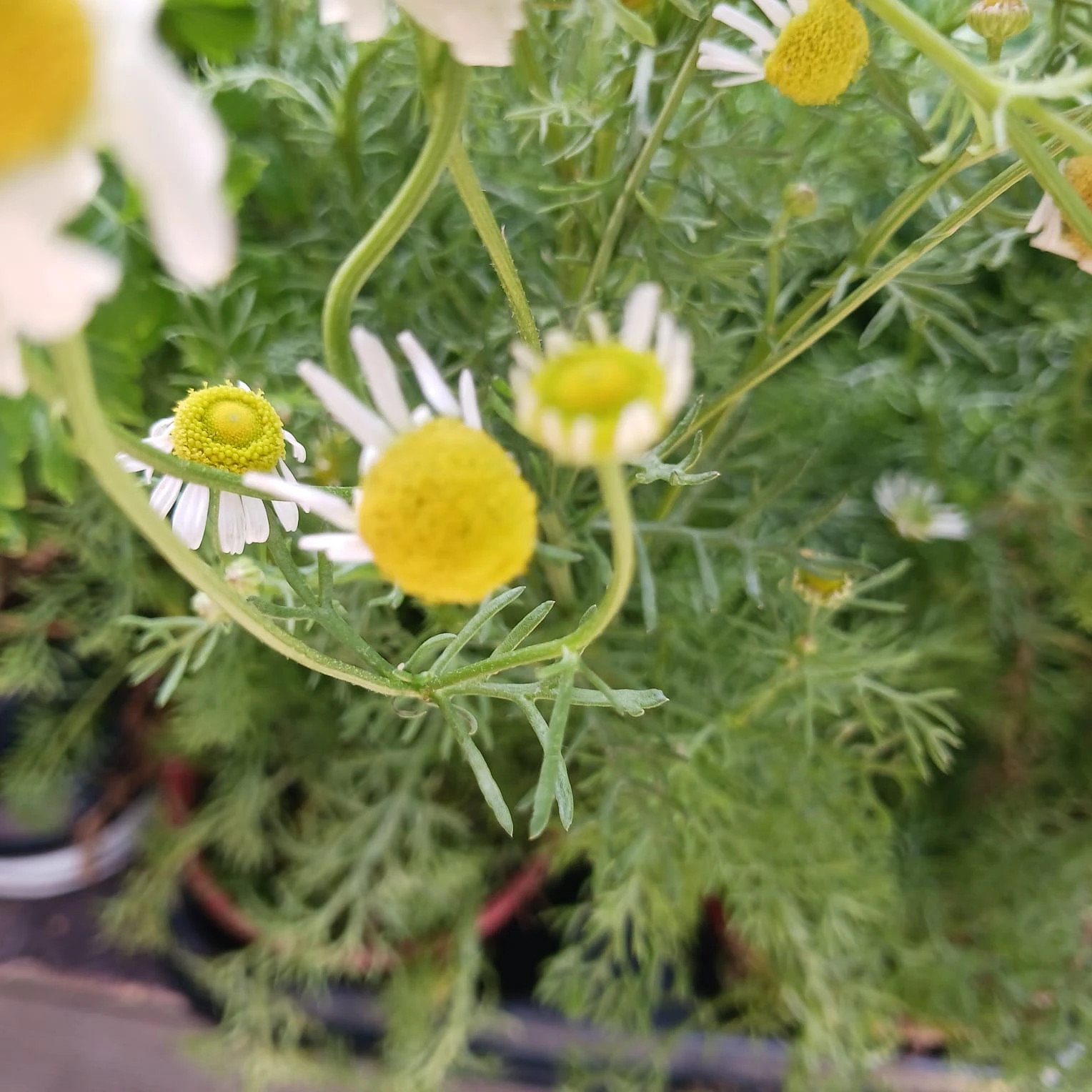 MANZANILLA  Matricaria chamomilla