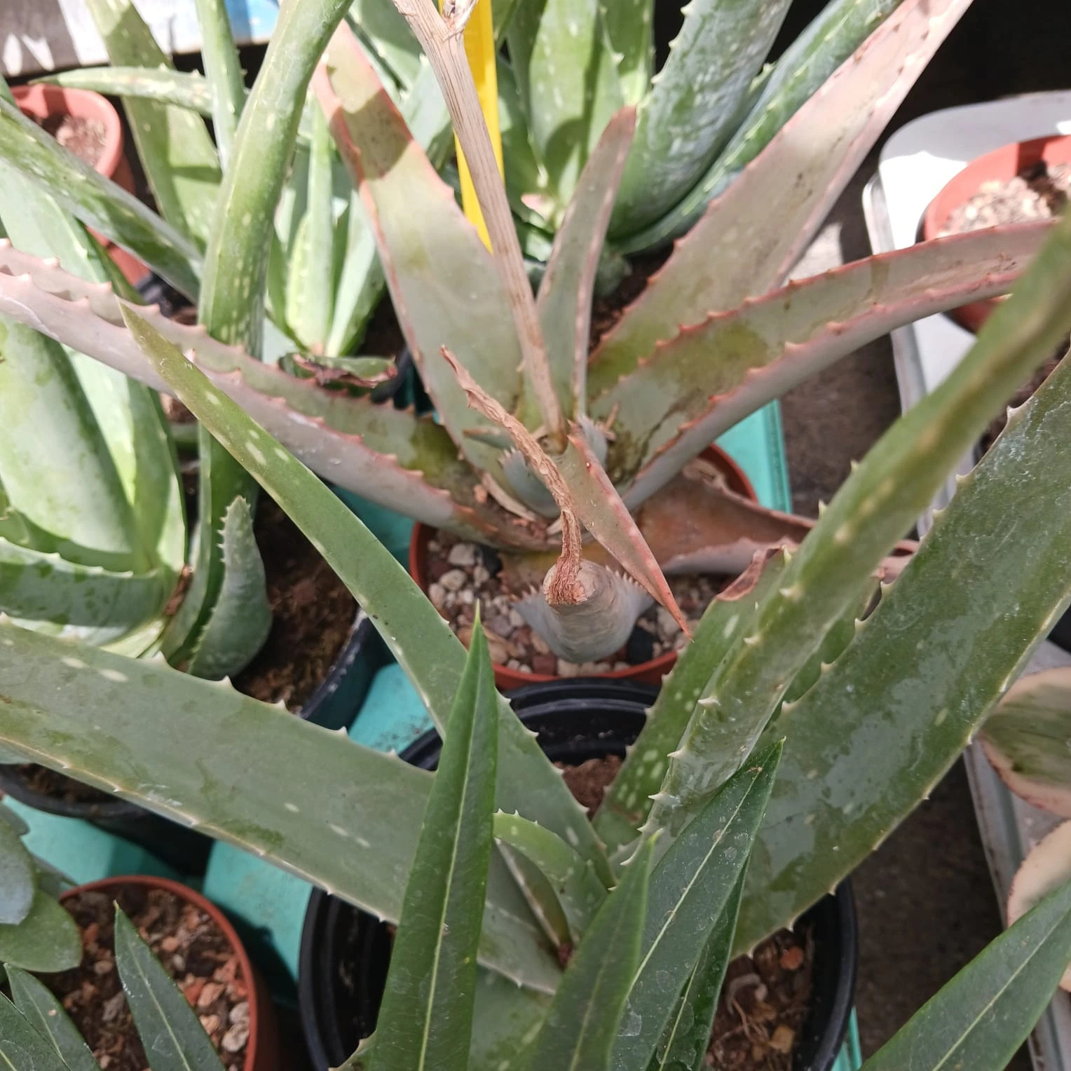 ALOE VERA  Aloe vera