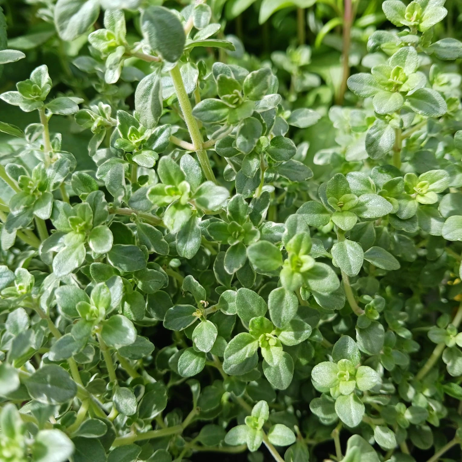 TOMILLO   Micromeria sp.