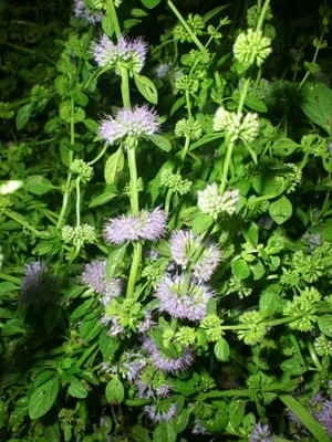 MENTA POLEO  Mentha pulegium