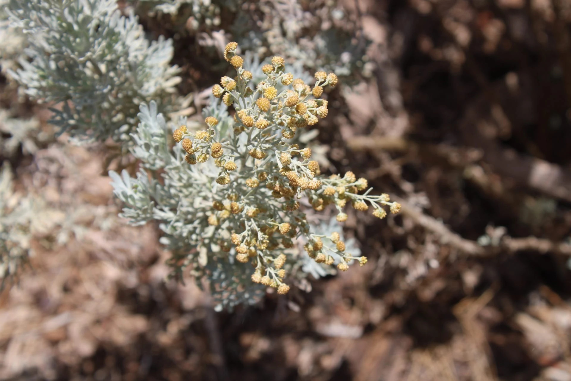 INCIENSO CANARIO  Artemisia thuscula