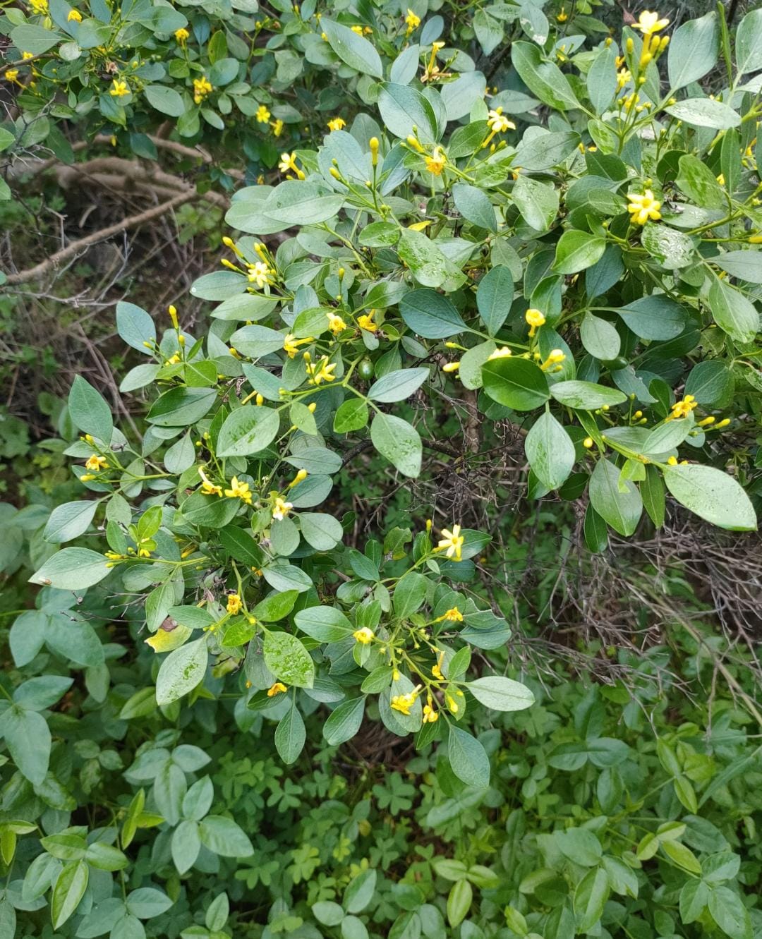 JAZMIN SILVESTRE   Jasminum odoratissimum