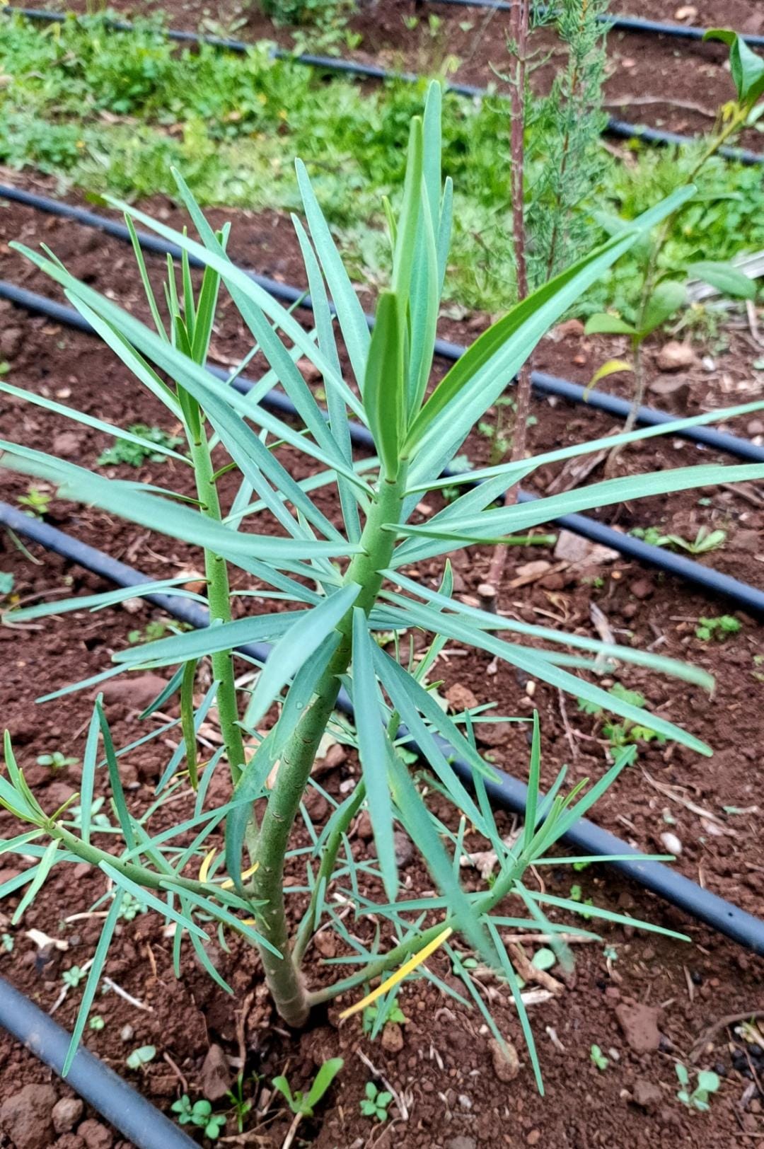 TABAIBA AMARGA  Euphorbia lamarckii