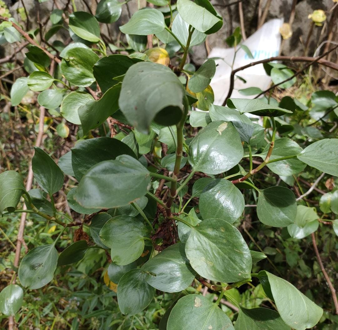 VINAGRERA  Rumex lunaria