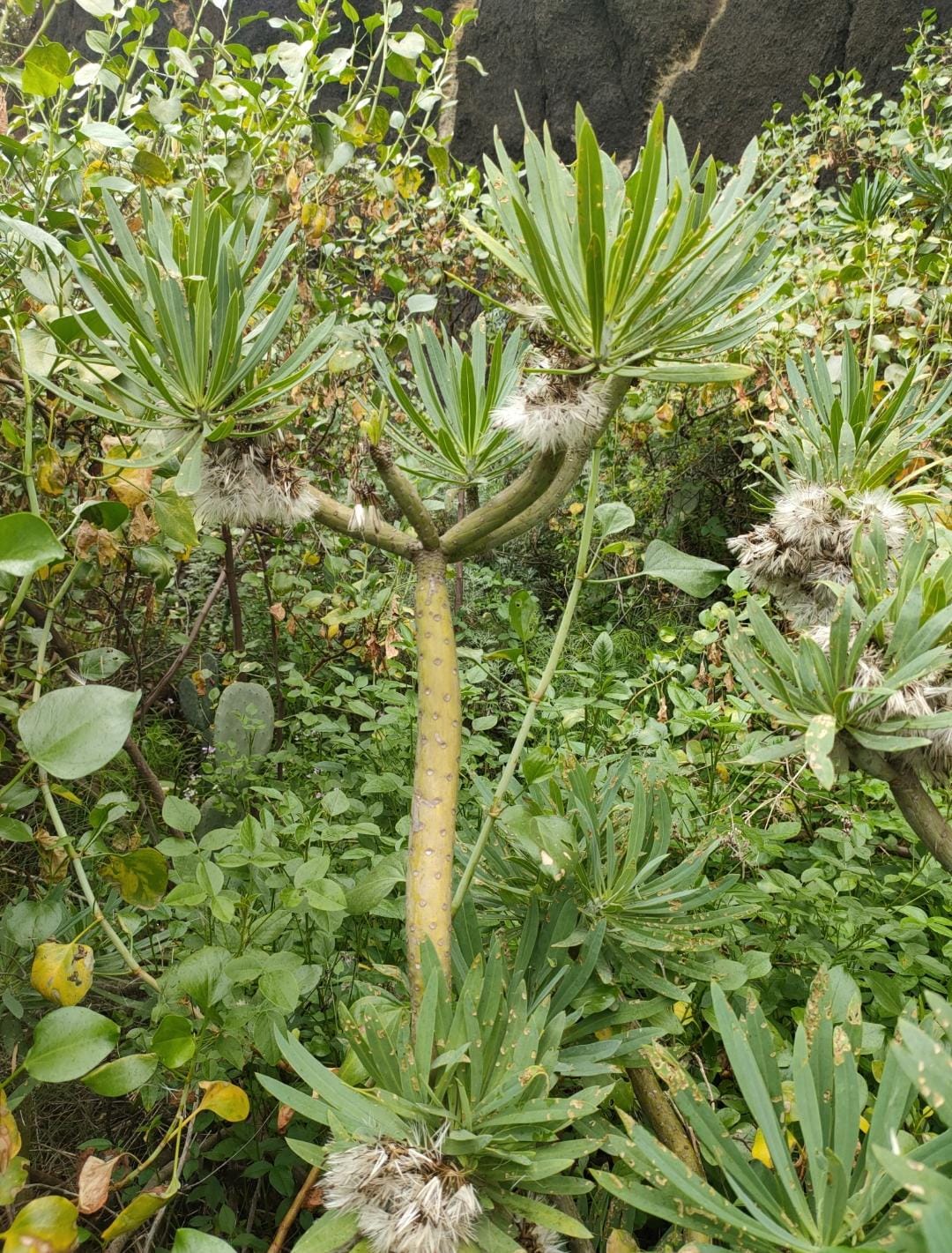 VERODE. Kleinia neriifolia